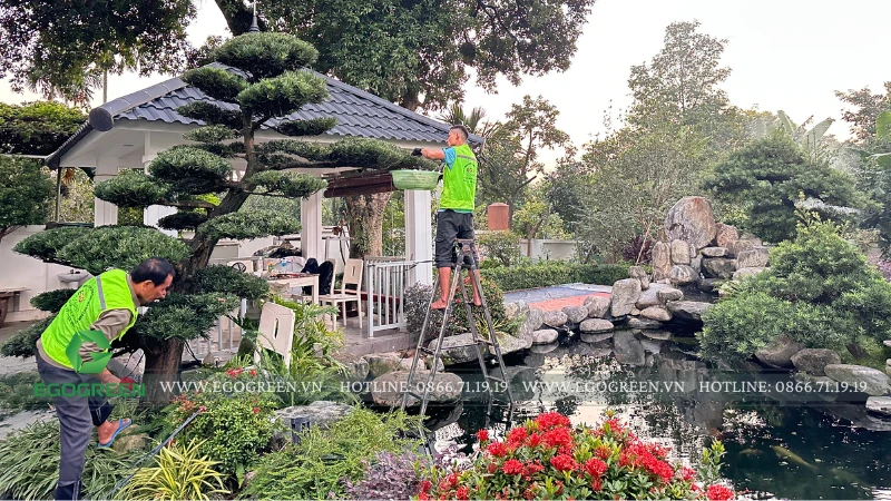 Sân vườn Nhật Bản: Xu hướng mới trong các biệt thự Việt năm 2026